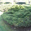 Juniper