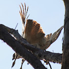 Red-tailed Hawk