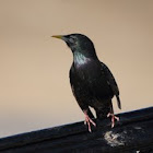 Starling