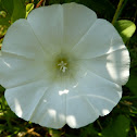 Hedge Bindweed
