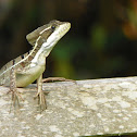 Brown Basilisk