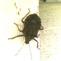 Stinkbug