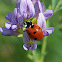 Ladybeetle