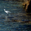 Garza blanca intermedia
