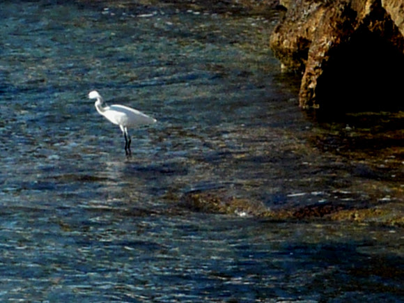 Spotting Image 1