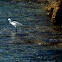 Garza blanca intermedia