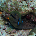 Moray eel