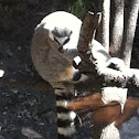 Lemur
