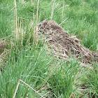 Muskrat home