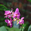 orchid