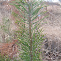 Pine