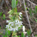 Serviceberry?
