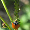 Spotless Lady Beetle