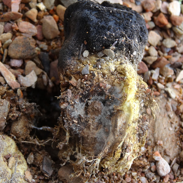 Trufflelike fungi Project Noah