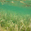 Turtle Grass