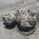 Horseshoe crab