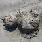Horseshoe crab