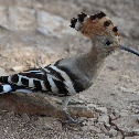 Hoopoe