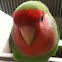 Peach Faced Lovebirds