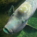 Humphead wrasse