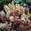 Squawroot