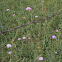 Field Scabious