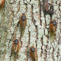 Cicada