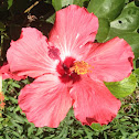 Hibiscus