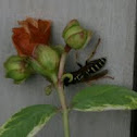 Yellowjacket