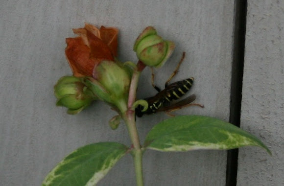Spotting Image 1