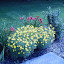 Coreopsis - Zagreb