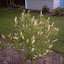 Clethra - Summersweet