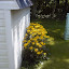 Blackeye Susan