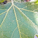 California sycamore