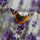 Small Tortoiseshell