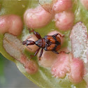 Leaf-rolling Weevil