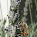 Abeja melifera