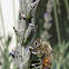 Abeja melifera