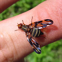 Picture-winged Fly