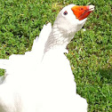 Pilgrim goose
