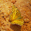 Variegated Fritillary