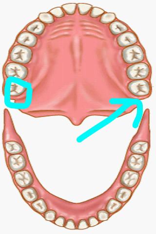 Dentist Pro