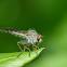 Robber fly