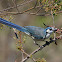 White-throated Magpie-Jay