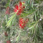 Bottle brush