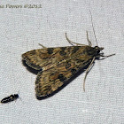Lucerne Moth