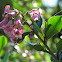 Pink Princess Escallonia