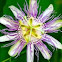 Purple Passionflower