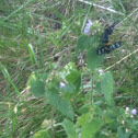Nine-spotted Wasp Moth