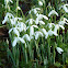 Snowdrop